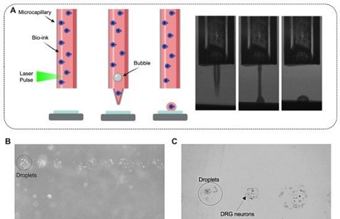 新技術(shù)可以成功3D打印活老鼠腦細胞